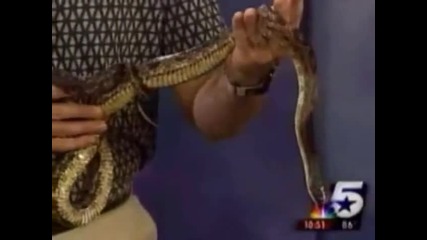 Репортер полудява от змия - Много смях
