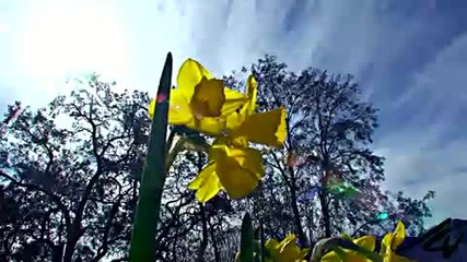 Лято 2011 - Магията на Цветята [hd]