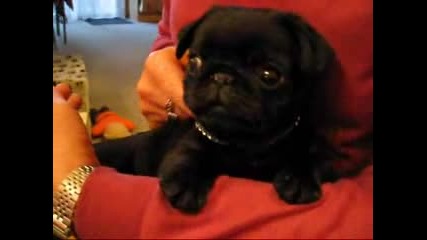 Our Pug Maximus
