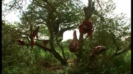 Bone marrow delicacy - Tribe - Bbc 