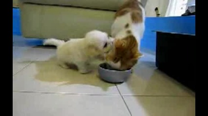 Сладко кученце си играе с котка ! 