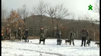 Демонстрация на ловните качества на кучета за лов на глигани за купата на Клуб Българско гонче, 1ч 