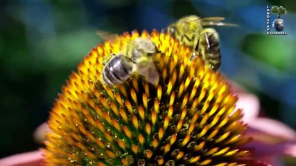 Пчеличка събира нектар от цветята