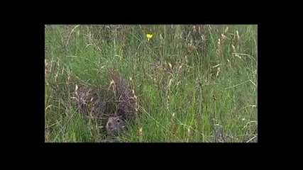 Долното Течение На Марица
