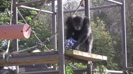 Chimp Goes Crazy Hd 