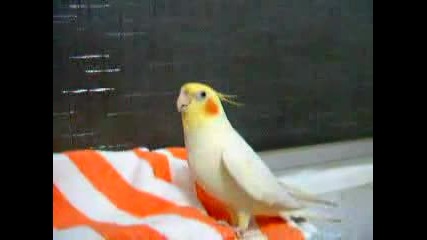 Cockatiel Singing A Birthday Song 2