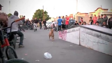 Bmx - Fit All Day Shop Street Session