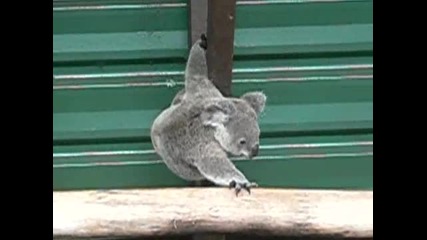 Бебе коала