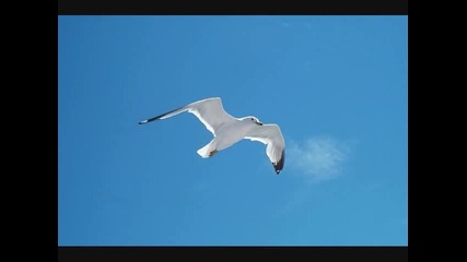 Engelbert Humperdinck - Lesbian Seagull