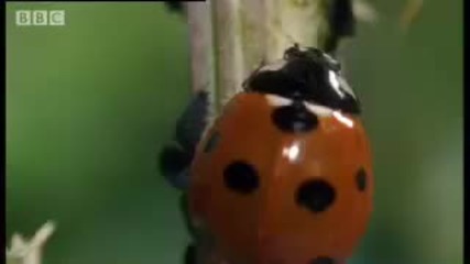 Crazy Ant Farmers - Weird Nature - Bbc animals 