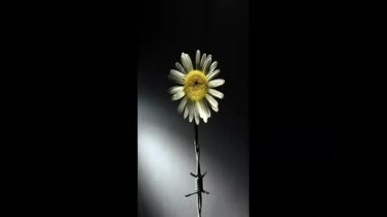 The Herbaliser - Mr. Chombee Has the Flaw 