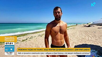 Тревожна гледка на плажа: Мъртви делфини останаха с дни край Шабла