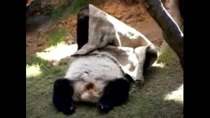 Sleepy Panda 