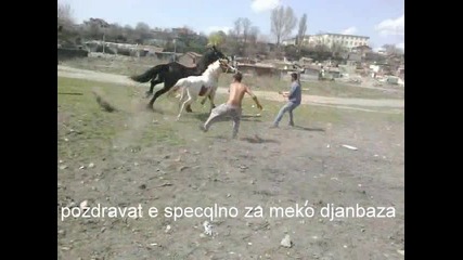 Nai Hubavi Kone vav Varna