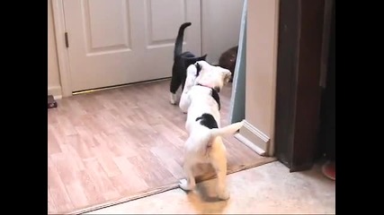 Кеч Мания - Котка vs кученце 