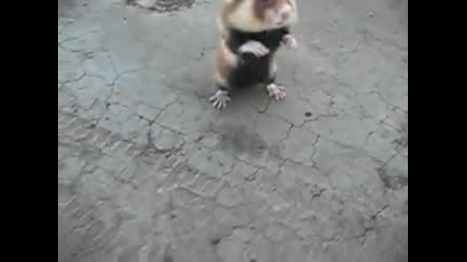 Хамстер вампир
