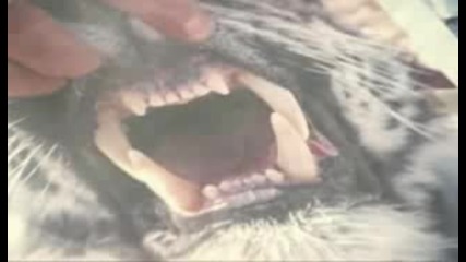 In The Shadow Of The Siberian Tiger (част 3 от 5)