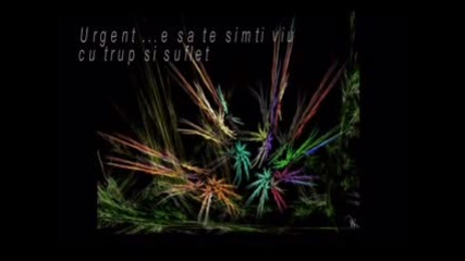 URGENT - SECRET GARDEN (Nocturne)