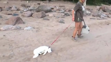 Разходка с котка