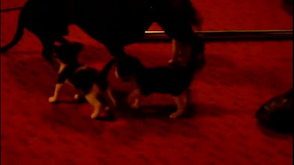Rusty vs cats 