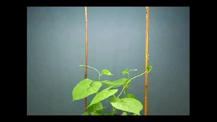 Twining motion of morning glory vines - Filmed at 10 second intervals, showing how thflv 