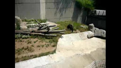 Мечката Дино в Софийския зоопарк