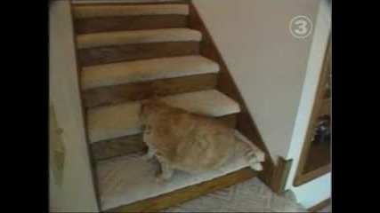 Рекорд на Гинес - най - дебелата котка
