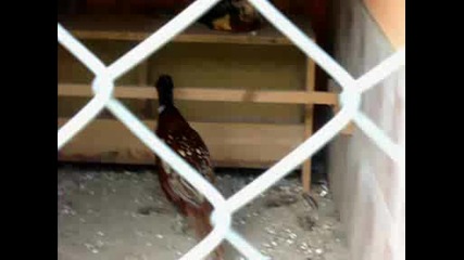 Zoo Пазарджик Остров Свобода 3
