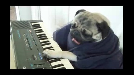 Куче пианист свири много разпалено на електронно пиано