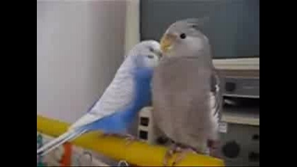 Смешни папагали