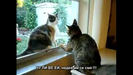 Бой на котки (със субтитри) смях