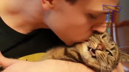 Котки, които не обичат да ги целуват