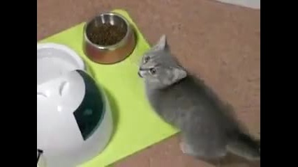 Сладко коте моли за храна 
