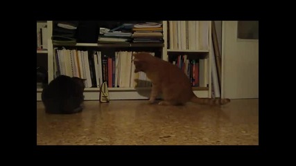 Котки срещу ветроном..