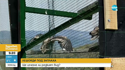 Туристи притесняват лешоядите в Родопите