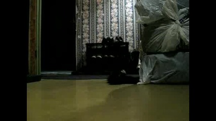 Супер Смешно Коте