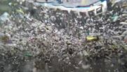 ИНОВАЦИЯ: „Акула робот” събира пластмасови отпадъци в Темза