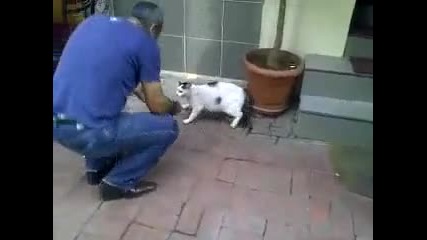 Улична котка сдухва ротвайлер 