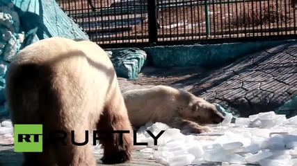 Russia: See the moment two polar bears meet for the first time ever!