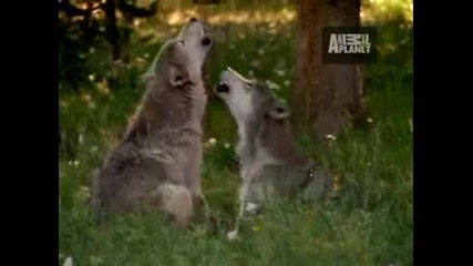 Ultimate Animal Moms - Baby Animals
