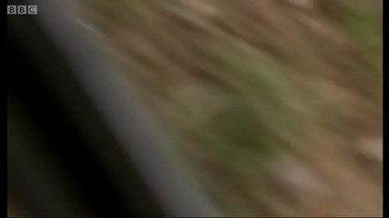 Тигри - *hd*
