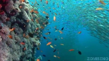 Живот под водата. Красивият свят на Океания!