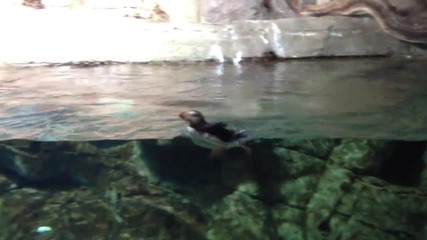 Екзотична водоплаваща птичка преследва момиче през стъклото на аквариум !