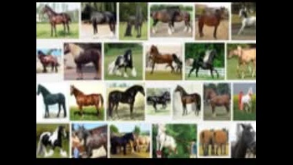 Конят в човешката история ( аудио-пътешествие )