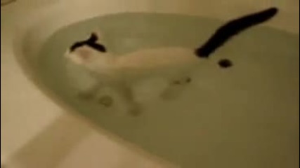 Луда котка си играе във ваната 2