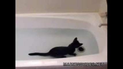 Луда Котка Обича Водата