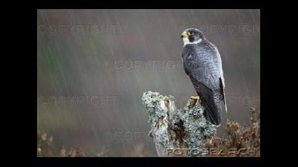 Wayne Gratz - Rain On A Pond