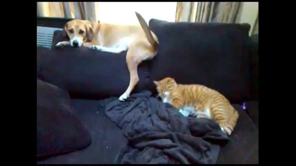 Куче удря котка с опашка !! Смях