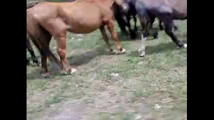 Конете