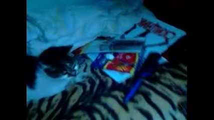 Котка си играе с хартия